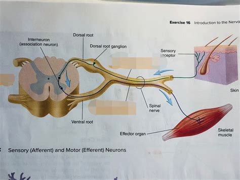 Figure 16.3 Sensory (Afferent) and Motor (efferent) Neurons & Figure 16.4 neuron Shapes Diagram ...