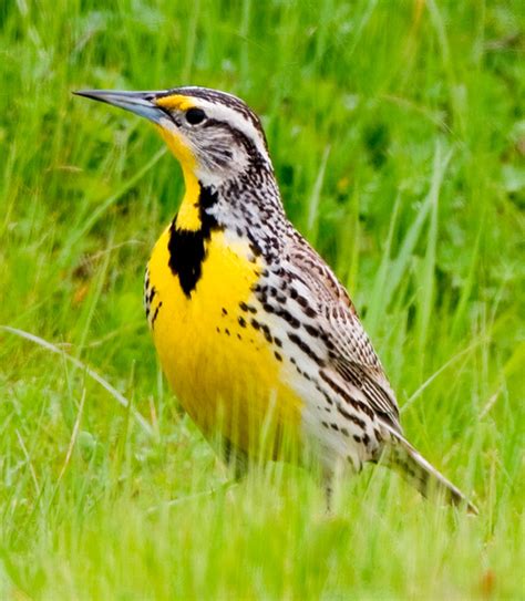 Oregon State Bird | Western Meadowlark