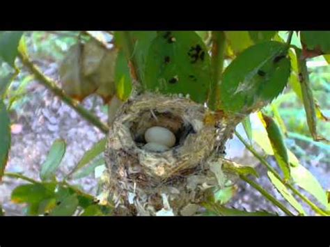 Hummingbird Nest Cam - incubation under way (recorded live stream ...