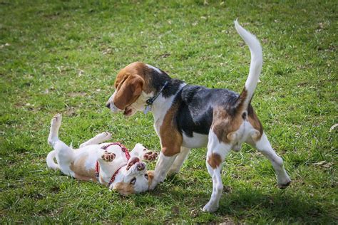 Play with me | This female puppy beagle took a liking to my … | Flickr