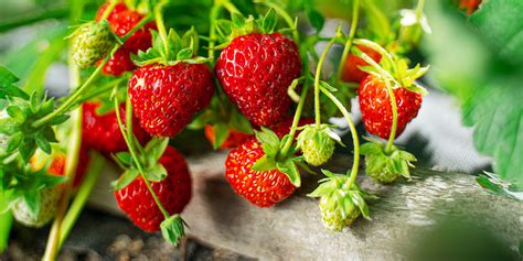 The Beginner’s Guide to Strawberry Plant Care in North Dakota | Plant Perfect