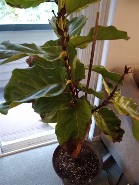 Is my indoor fig tree beyond saving? : houseplants