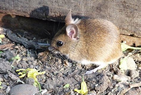 Field Mouse Control Facts: Find How to Get Rid of Field Mice