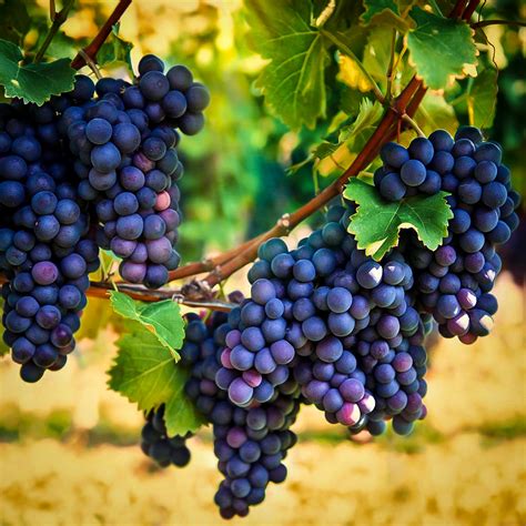 Concord Grape Vines For Sale | The Tree Center