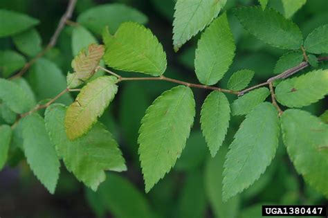 winged elm, Ulmus alata (Urticales: Ulmaceae) - 1380447