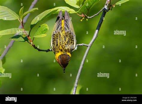 Cape May warbler during spring migration Stock Photo - Alamy