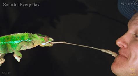 Watch a Chameleon Tongue in Action in Slow Motion! | Video | RealClearScience