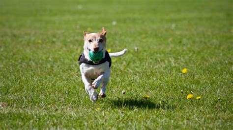 Dog Games: 10 Fun Ways to Learn & Bond for Puppy and Child - Val Heart