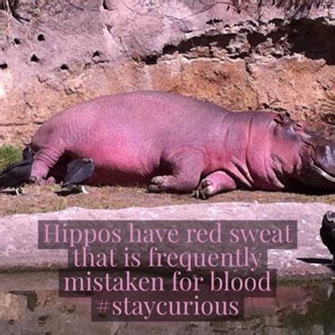 Hippos have red sweat that is frequently mistaken for blood | Hippo sweat, Blood, Hippopotamus