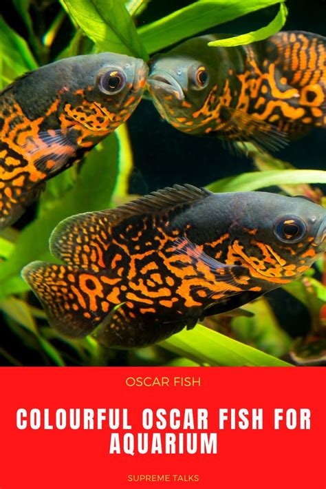 Colourful Oscar Fish for Aquarium | Oscar fish, Tiger oscar fish, Fish breeding