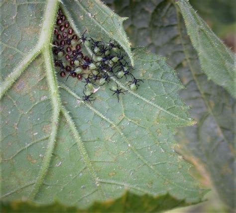 AA.squash-bug-nymphs - AgriLife Today