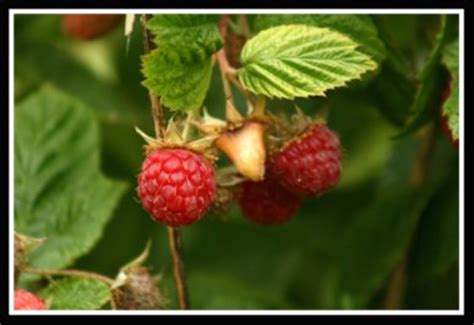 Raspberry Varieties - Types of Raspberries-Which are the Best to Grow?