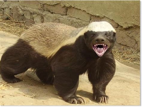 Rabid honey badger attacks couple in South Africa — Earth Changes ...