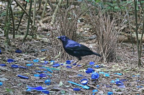 Out of the blue: The power of nature's most unique colour - Catalyst