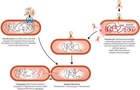 Establishing genetic manipulation for novel strains of human gut bacteria