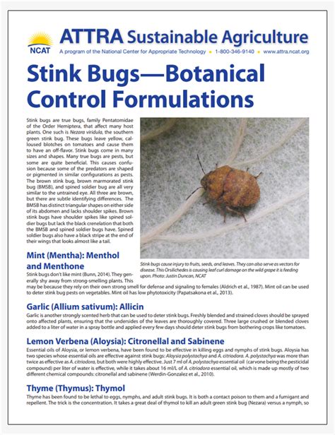 Stink Bugs – Botanical Control Formulations | ATTRA | Sustainable ...