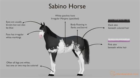 What is a Sabino Horse? Traits, Breeds, and more