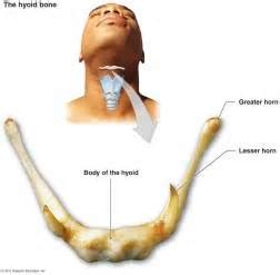 Is Your Hyoid Bone The Key To Unlocking Your Entire Body? - Ben Fedrick Injury Therapy Ben ...