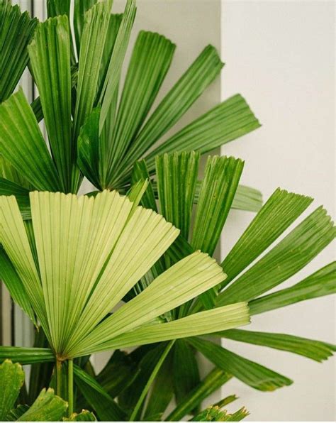 Fan palms foliage | Palm plant, Plant leaves, Fan palm