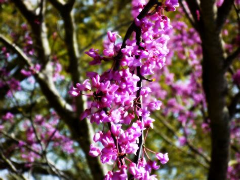 Pictures of the Beautiful Spring Flowering Ornamental Redbud Tree | Dengarden