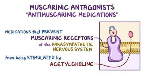 Muscarinic antagonists: Video, Anatomy & Definition | Osmosis