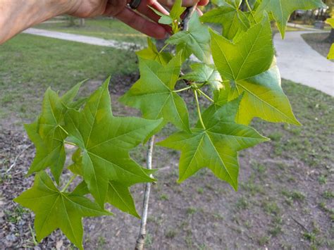 Sweetgum Facts, Health Benefits