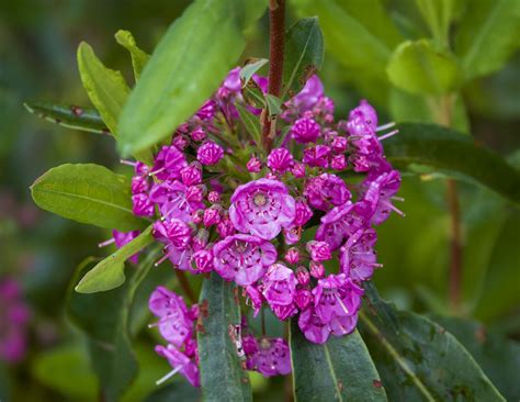 How to Find Medicinal Plants in the Boreal Forest