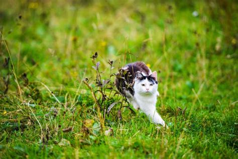 Cat With Rat. Cat Hunting Mouse Stock Image - Image of mouse, kitten ...