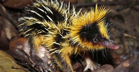 The wonderfully weird world of tenrecs | Natural History Museum