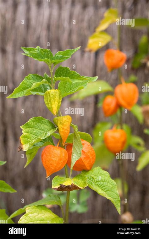 Physalis alkekengi hi-res stock photography and images - Alamy