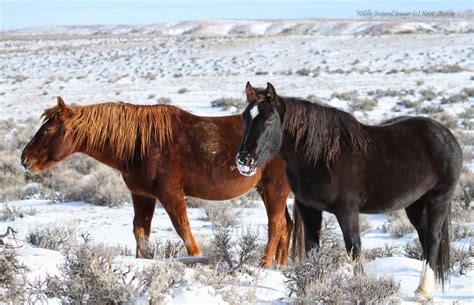 wild horses in the snow | Horses, Horses in snow, Wild horses