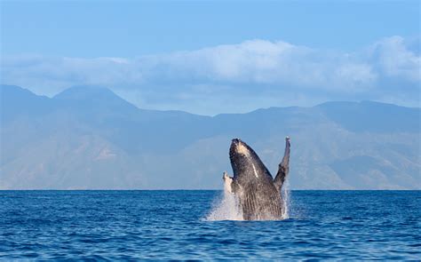 Humpback Whale Breaching In Hawaii Stock Photo - Download Image Now ...