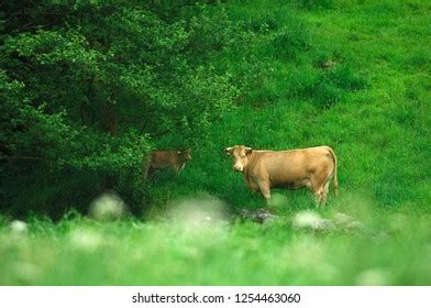 Images Quadruped Animals Freedom Stock Photo 1254463060 | Shutterstock