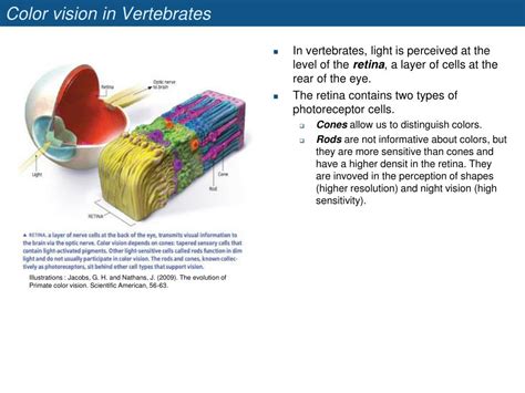 PPT - The evolution of color vision PowerPoint Presentation, free ...