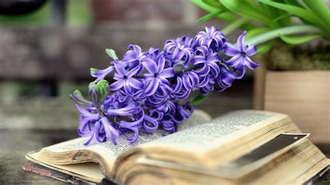 Download wallpaper: Hyacinth Spring flowers 1366x768