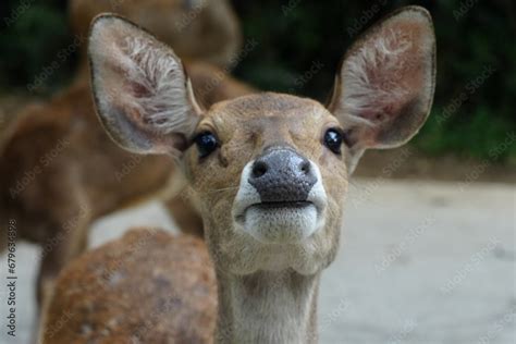 The Javan rusa (Rusa timorensis), or Sunda sambar is native to the Indonesian islands of Java ...