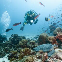 Galápagos Islands Snorkeling & Diving Reviews | U.S. News Travel