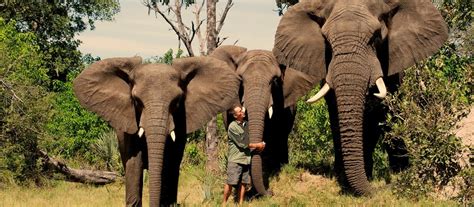 In Love with Botswana: Walk into the Wild on your Safari Tour