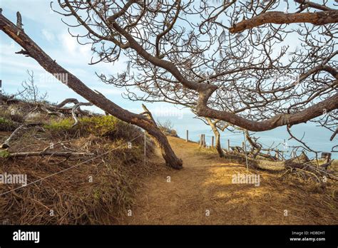 View of the Guy Fleming trail at Torrey Pines State Natural Reserve in La Jolla, San Diego ...