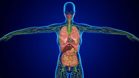 How Are The Functions Of Veins And Lymphatic Vessels Similar And Different?