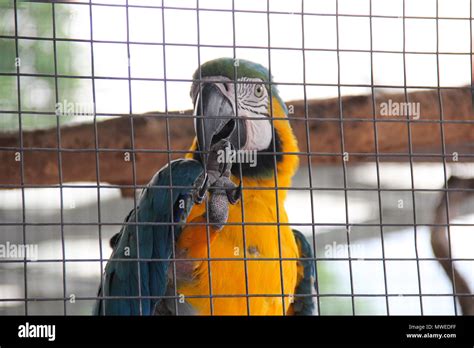 Parrot in cage hi-res stock photography and images - Alamy