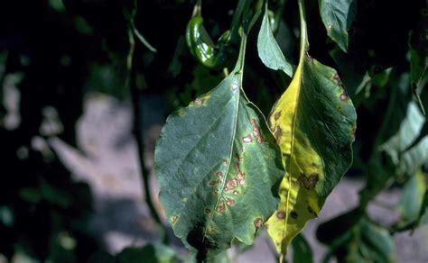 Pepper, bell | Diseases and Pests, Description, Uses, Propagation in ...