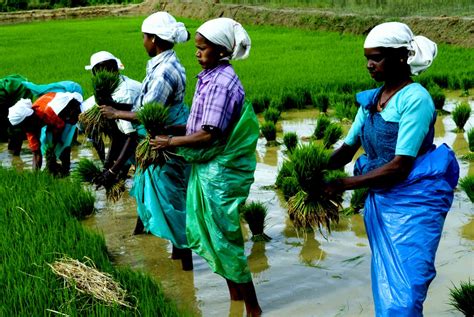 North Kerala Village Life Experience