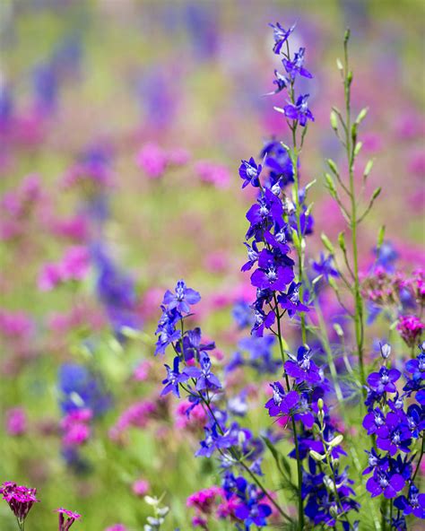 North Carolina Wildflowers Photograph by Joy Ciaccio - Fine Art America