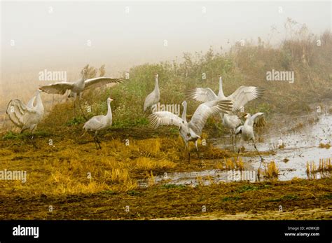 Sandhill Cranes' Mating Dance Stock Photo - Alamy