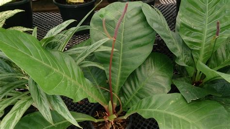 Anthurium Superbum: Care And Growing Guide | Constant Delights