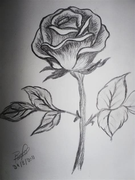 Collection Of Rose Flower Drawing Sketch High Quality, Free - Rose Flower Sketch Images | Rose ...