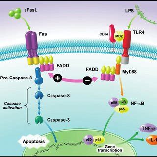 Interactions between the Fas-dependent apoptosis pathway and the TLR4 ...