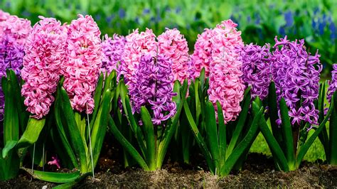 10 Popular Spring Flowers | Petal Talk