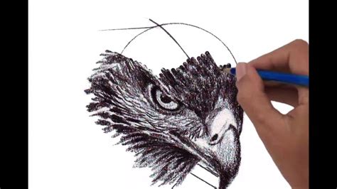 Hawk Head Drawing at GetDrawings | Free download